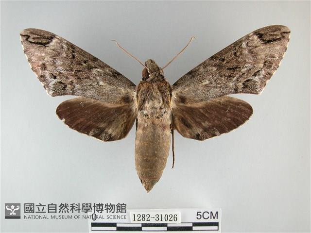 霜天蛾藏品圖，第1張