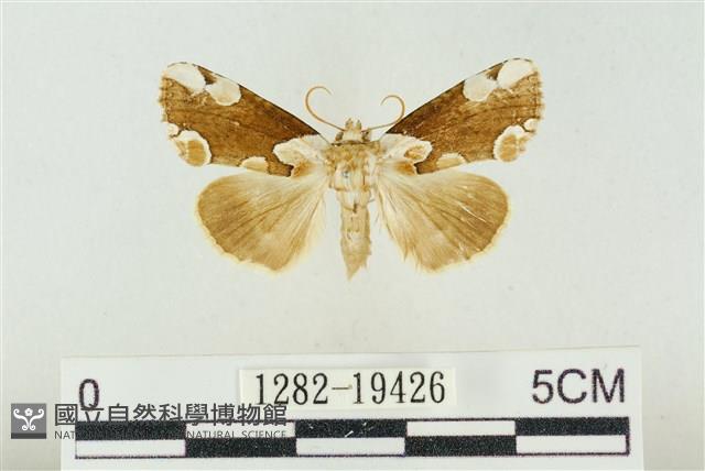 大斑波紋蛾藏品圖，第1張