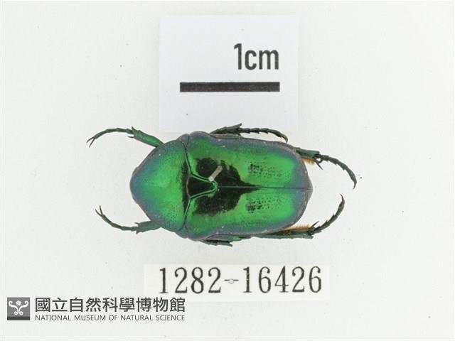 藍艷白點花金龜藏品圖，第1張