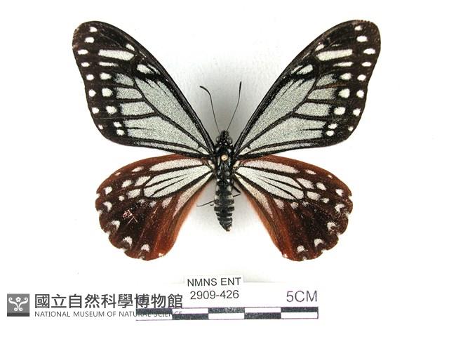 斑鳳蝶藏品圖，第1張