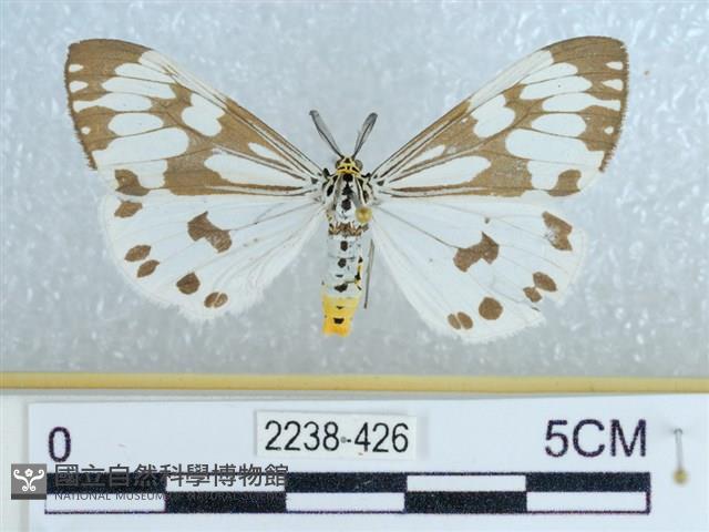 粉蝶燈蛾藏品圖，第1張