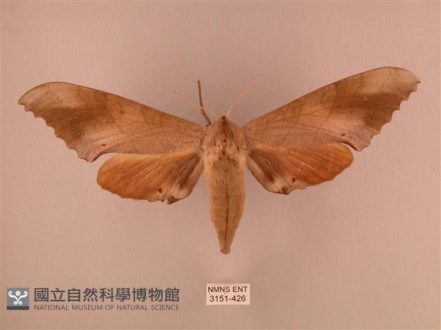 栗六點天蛾藏品圖，第1張