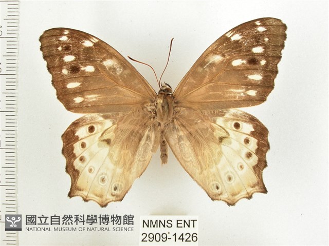 白斑蔭眼蝶藏品圖，第1張