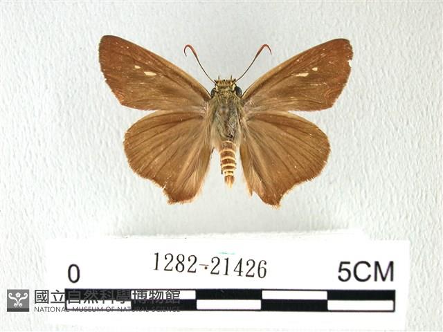 長翅弄蝶藏品圖，第1張