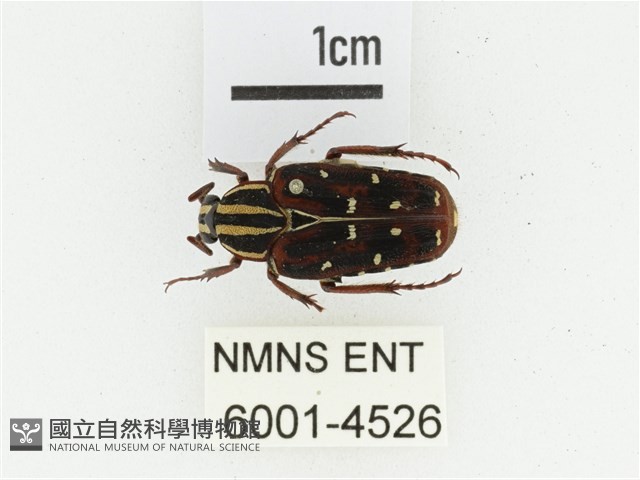 巴蘭陷紋金龜藏品圖，第1張