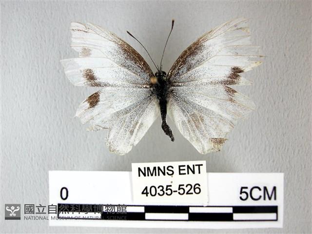 緣點白粉蝶藏品圖，第1張