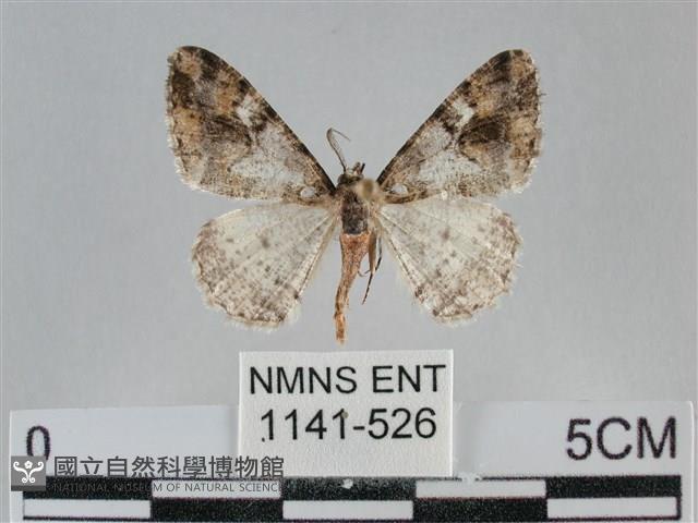 雙峰霜尺蛾藏品圖，第1張