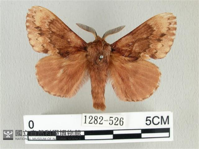 臺灣鋸紋枯葉蛾藏品圖，第1張