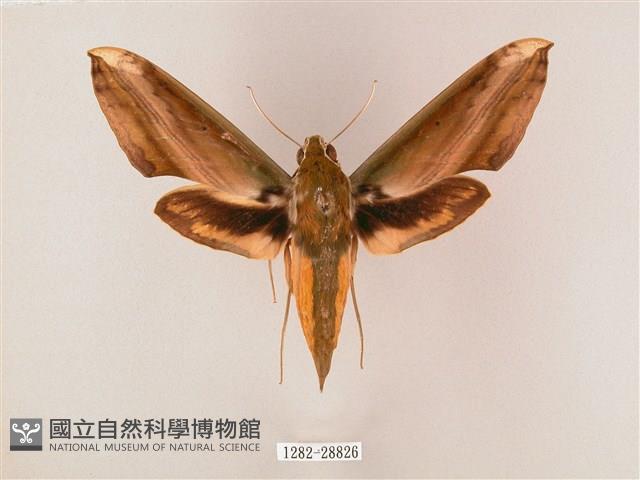 綠背斜紋天蛾藏品圖，第1張