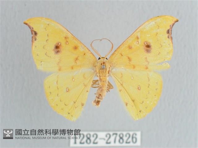 彎黑黃鉤蛾藏品圖，第1張