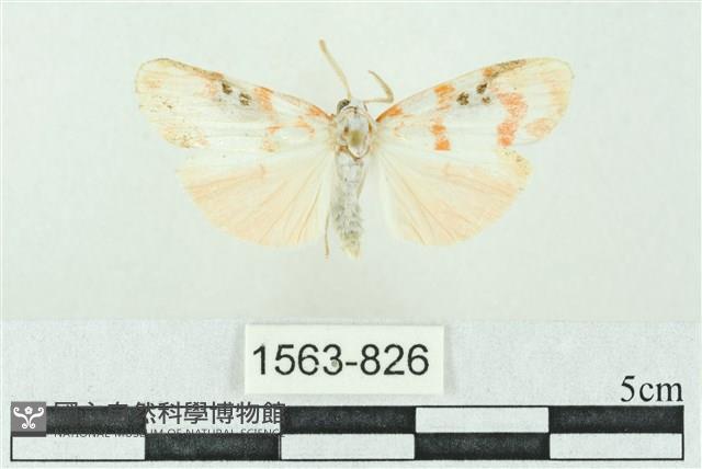 臺雪苔蛾藏品圖，第1張