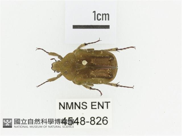 銅點花金龜藏品圖，第1張