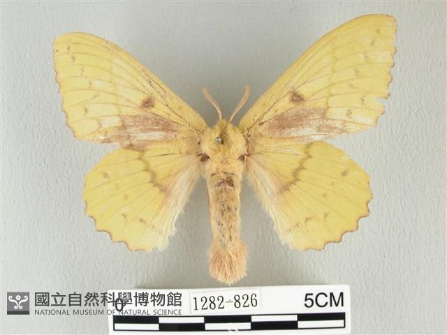 青枯葉蛾藏品圖，第1張