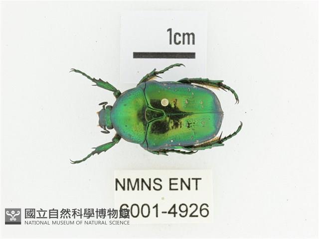 藍艷白點花金龜藏品圖，第1張