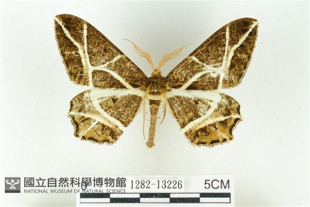 樹形尺蛾藏品圖，第1張