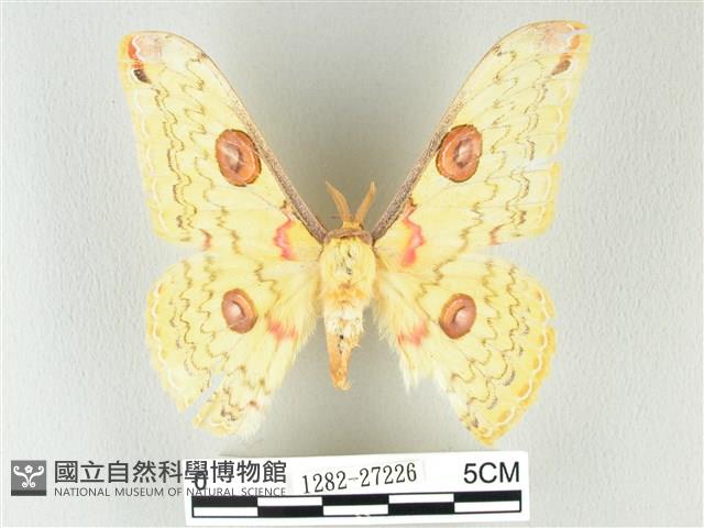 黃豹天蠶蛾藏品圖，第1張
