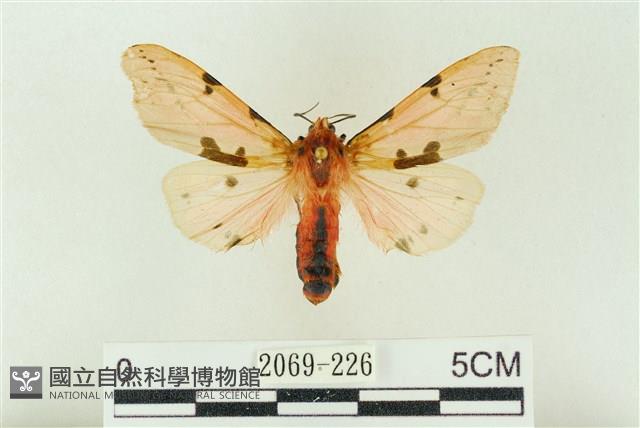 棍棒污燈蛾藏品圖，第1張