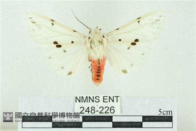 菊池污燈蛾藏品圖，第1張