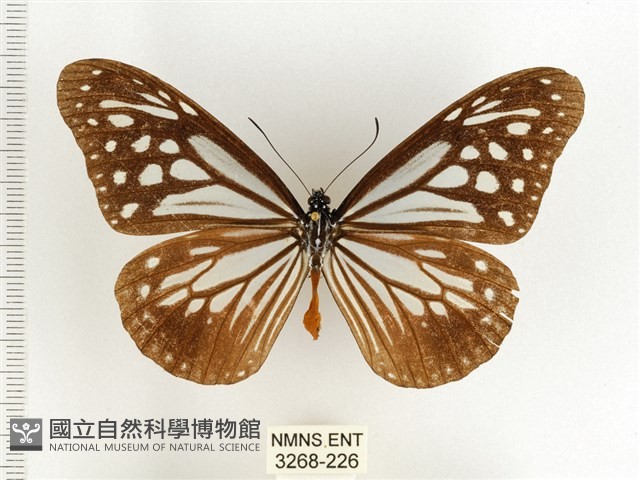 斯氏絹斑蝶藏品圖，第1張