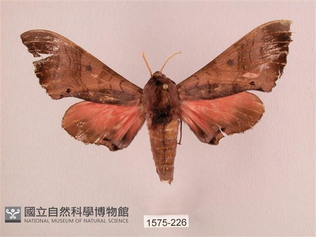 桃紅六點天蛾藏品圖，第1張