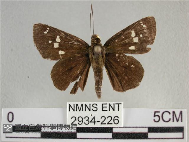 白斑弄蝶藏品圖，第1張