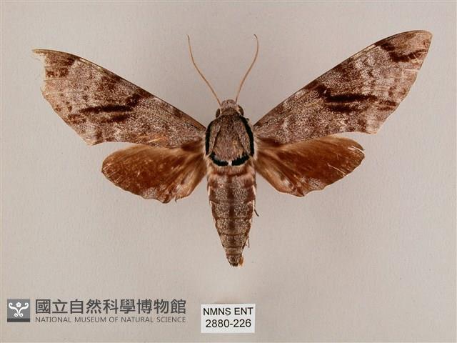 粗斜紋天蛾藏品圖，第1張