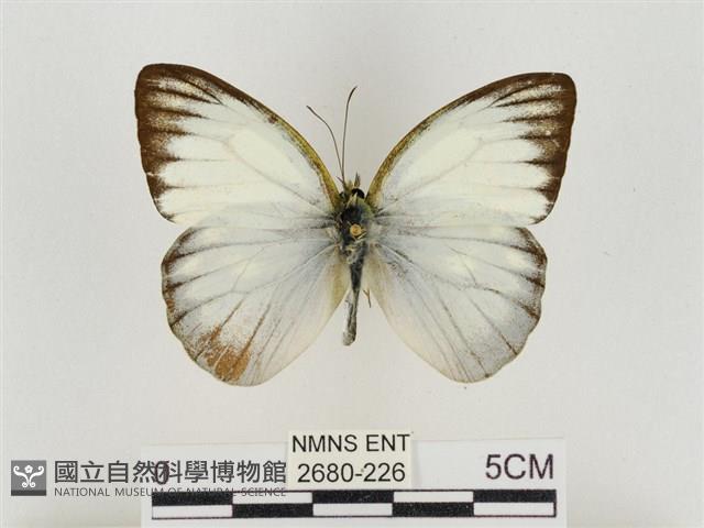 淡褐脈粉蝶藏品圖，第1張