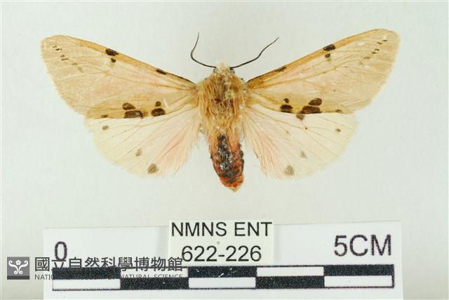 棍棒污燈蛾藏品圖，第1張