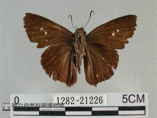 圓翅絨弄蝶藏品圖，第1張