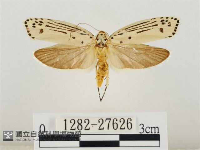 線紋篩蛾藏品圖，第1張
