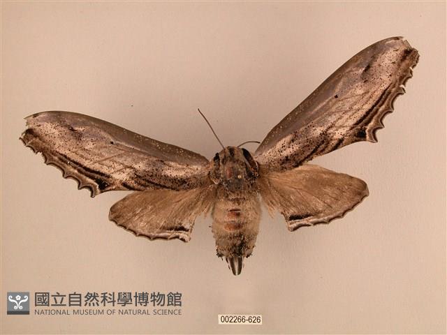 臺灣鋸翅天蛾藏品圖，第1張
