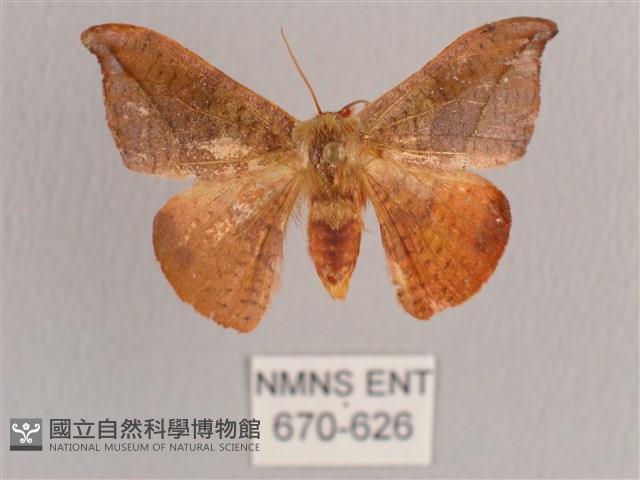 銀端帶鉤蛾藏品圖，第1張