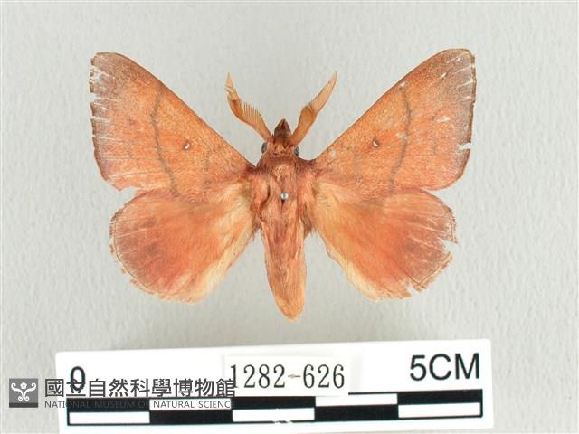 臺灣蘋毛蟲藏品圖，第1張