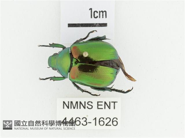 艷金龜藏品圖，第1張