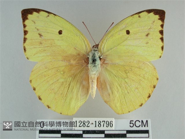 遷粉蝶、淡黃蝶藏品圖，第1張
