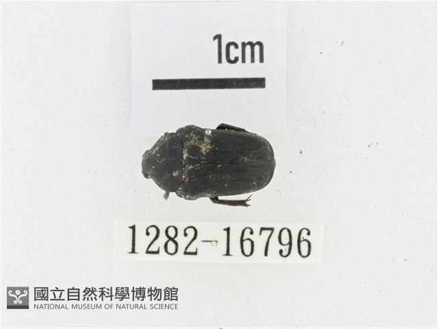 偽橫斑黑花金龜藏品圖，第1張