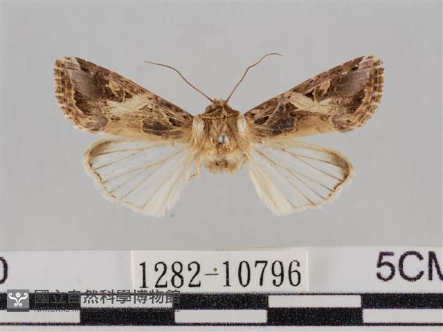 斜紋夜盜蛾藏品圖，第1張