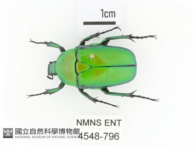 金艷騷金龜藏品圖，第1張