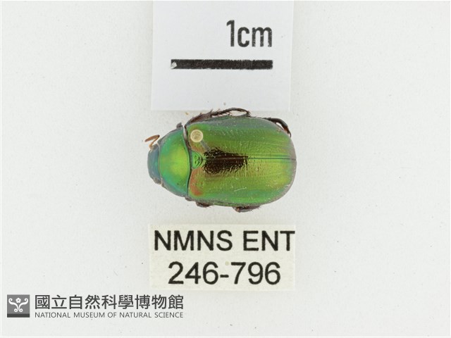 艷金龜藏品圖，第1張