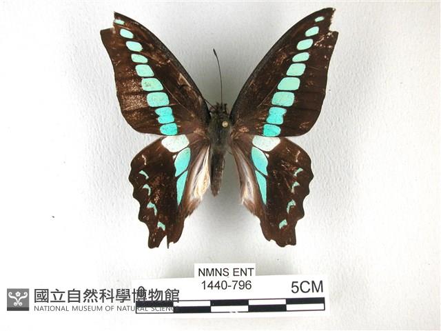 青帶鳳蝶藏品圖，第1張