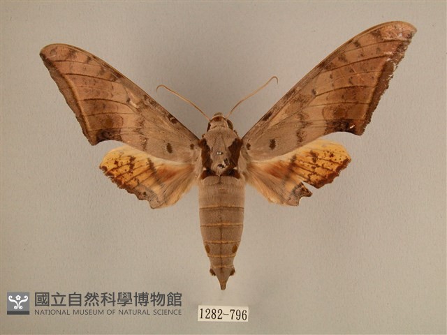 臺灣鷹翅天蛾藏品圖，第1張