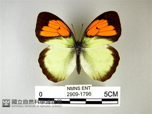 異粉蝶、雌白黃蝶藏品圖，第1張