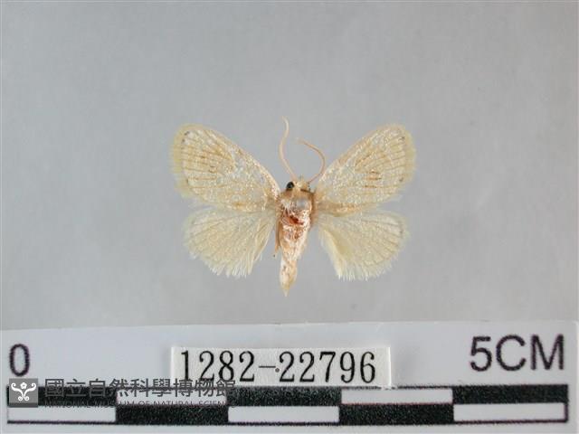 褐點仿眉刺蛾藏品圖，第1張