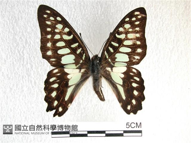 木蘭青鳳蝶藏品圖，第1張