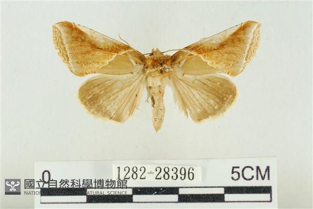 印華波紋蛾藏品圖，第1張