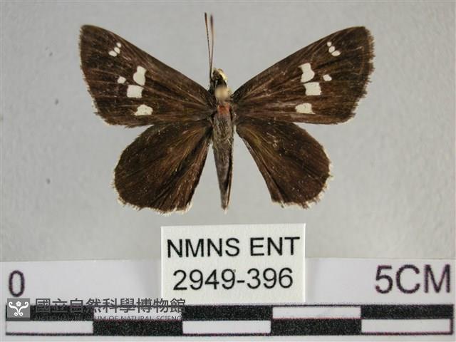 白斑弄蝶藏品圖，第1張