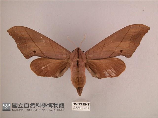 直翅六點天蛾藏品圖，第1張