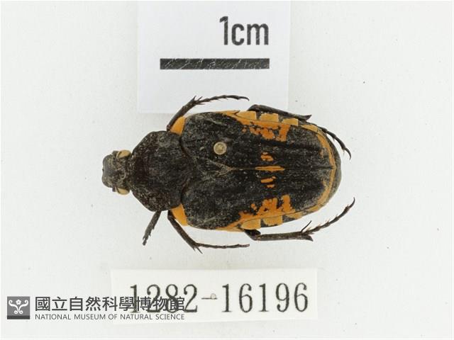 絨毛陷紋金龜藏品圖，第1張