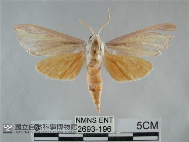 雙黃條天蛾藏品圖，第1張