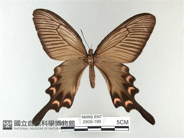 麝鳳蝶藏品圖，第1張